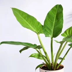 Philodendron Melinonii Golden - Large