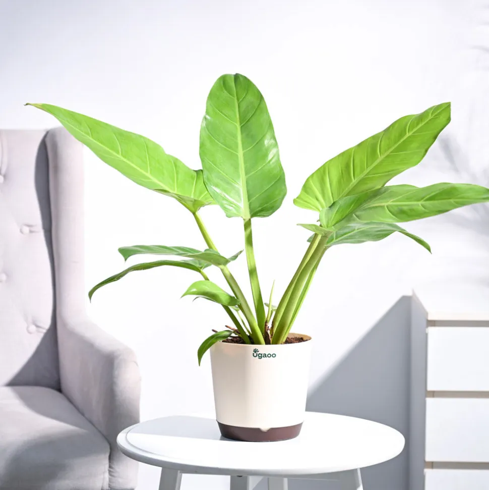 Philodendron Melinonii Golden - Large