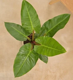 Philodendron Melinonii Green - Large