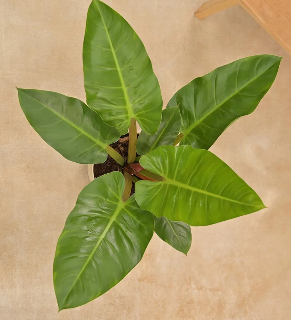 Philodendron Melinonii Green - Large