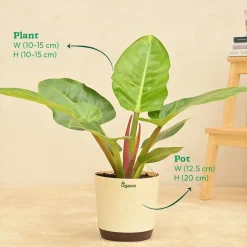Philodendron Melinonii Green - Large