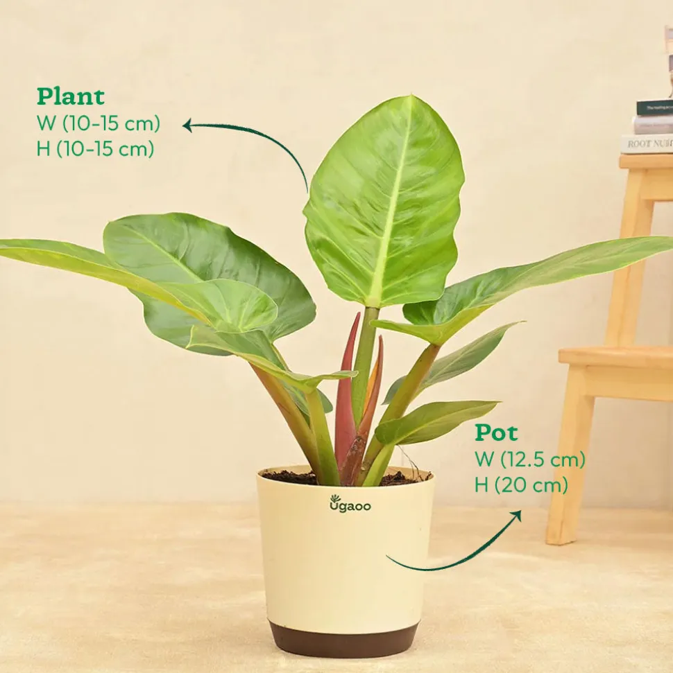 Philodendron Melinonii Green - Large