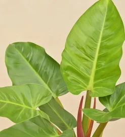 Philodendron Melinonii Green - Large