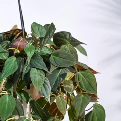 Philodendron Micans Plant With Hanging Pot