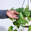 Philodendron Oxycardium Brasil With Hanging Pot