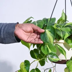 Philodendron Oxycardium Brasil With Hanging Pot