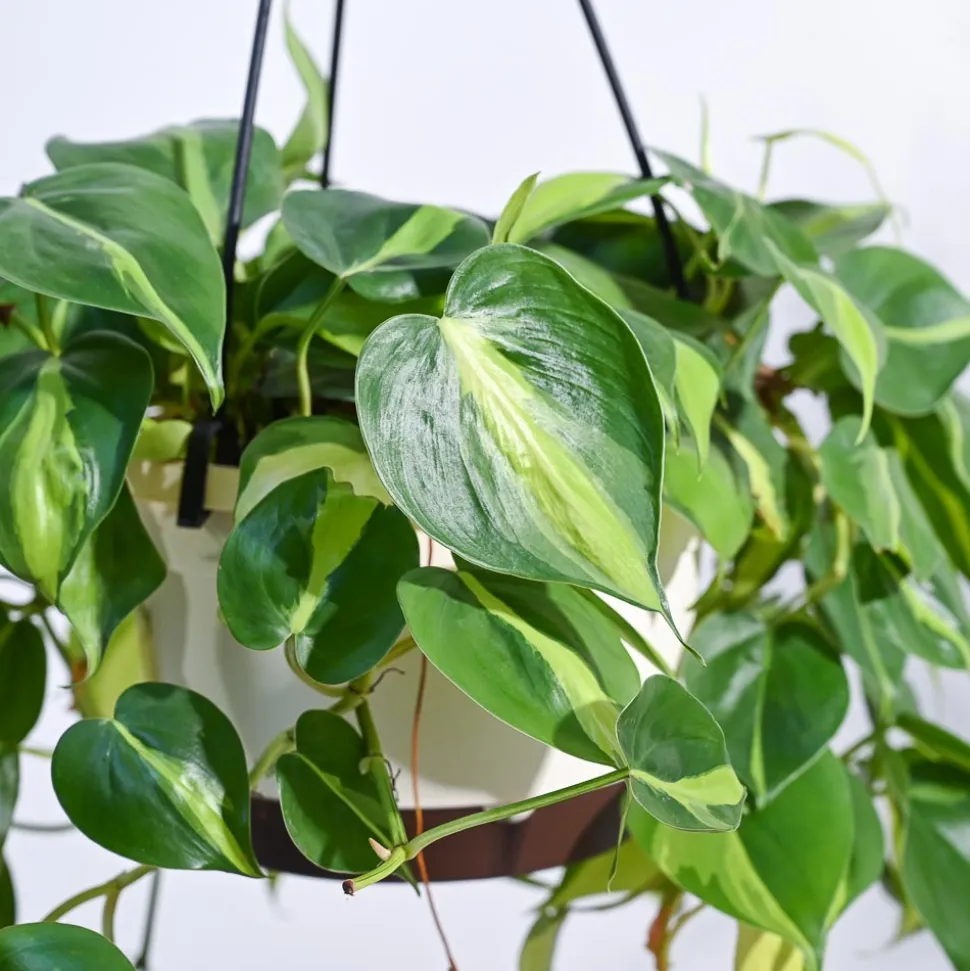 Philodendron Oxycardium Brasil With Hanging Pot