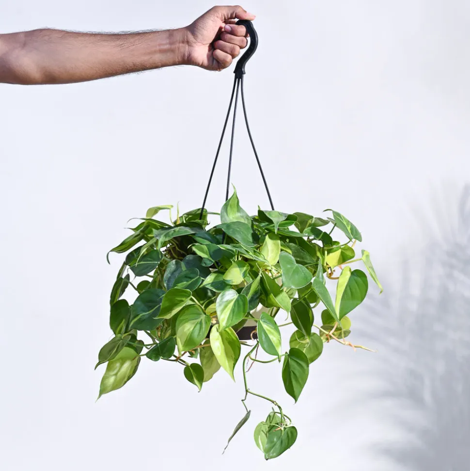 Philodendron Oxycardium Brasil With Hanging Pot