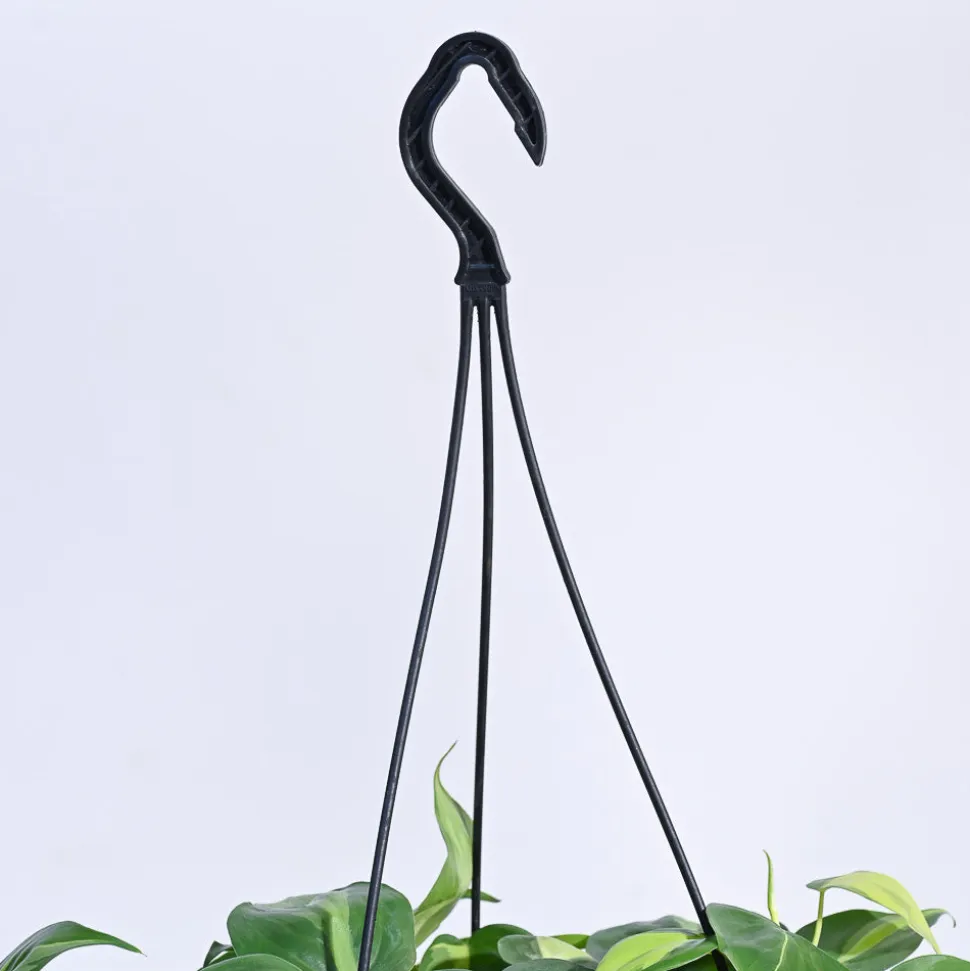 Philodendron Oxycardium Brasil With Hanging Pot
