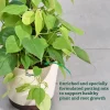 Philodendron Oxycardium Golden Plant with Moss Stick