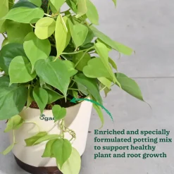 Philodendron Oxycardium Golden Plant with Moss Stick