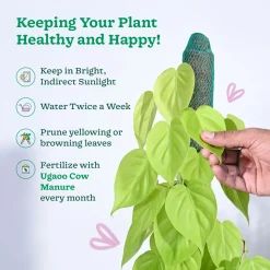 Philodendron Oxycardium Golden Plant with Moss Stick