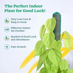 Philodendron Oxycardium Golden Plant with Moss Stick