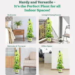 Philodendron Oxycardium Golden Plant with Moss Stick