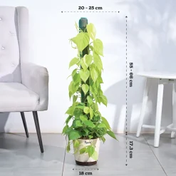 Philodendron Oxycardium Golden Plant with Moss Stick