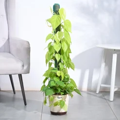 Philodendron Oxycardium Golden Plant with Moss Stick