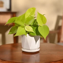 Philodendron Oxycardium Golden Plant