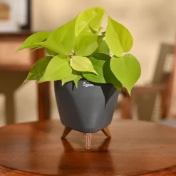 Philodendron Oxycardium Golden Plant