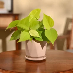 Philodendron Oxycardium Golden Plant