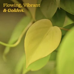 Philodendron Oxycardium Golden Plant
