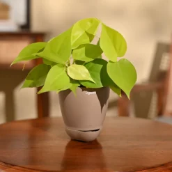 Philodendron Oxycardium Golden Plant