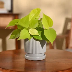 Philodendron Oxycardium Golden Plant