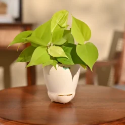Philodendron Oxycardium Golden Plant