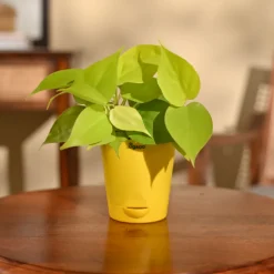 Philodendron Oxycardium Golden Plant