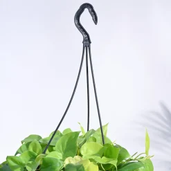 Philodendron Oxycardium Golden with Hanging Pot