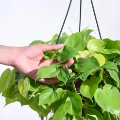 Philodendron Oxycardium Golden with Hanging Pot