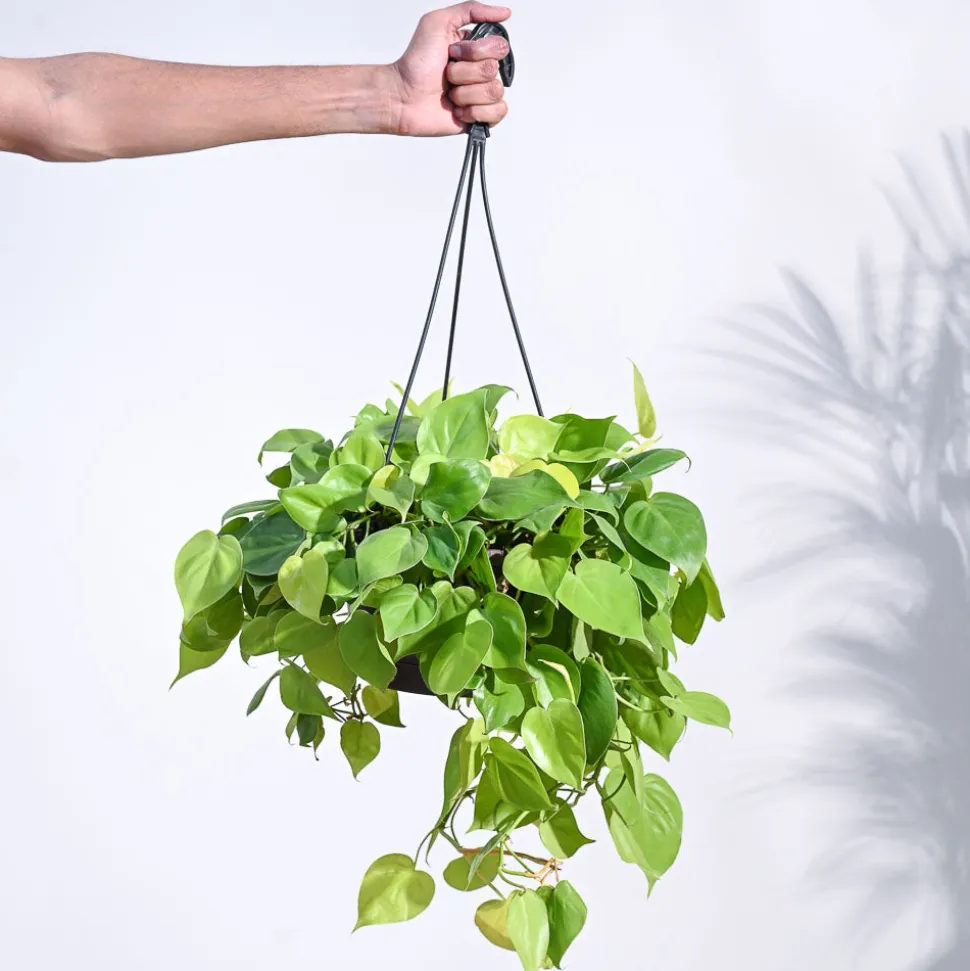 Philodendron Oxycardium Golden with Hanging Pot