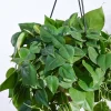 Philodendron Oxycardium Green With Hanging Pot