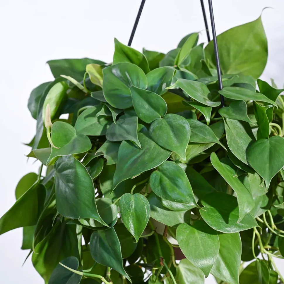 Philodendron Oxycardium Green With Hanging Pot