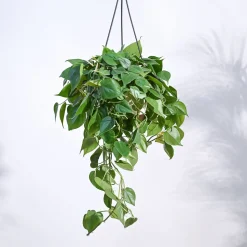 Philodendron Oxycardium Green With Hanging Pot