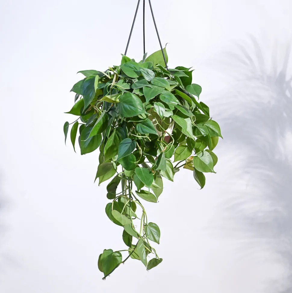 Philodendron Oxycardium Green With Hanging Pot