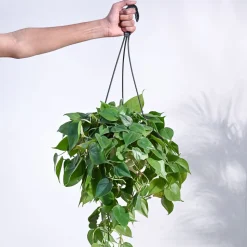 Philodendron Oxycardium Green With Hanging Pot