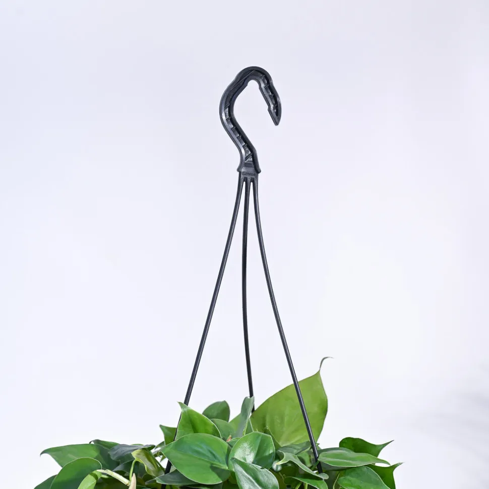 Philodendron Oxycardium Green With Hanging Pot