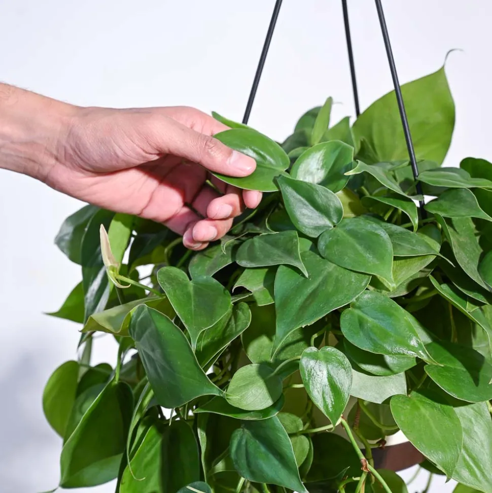 Philodendron Oxycardium Green With Hanging Pot
