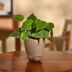 Philodendron Oxycardium Green Plant