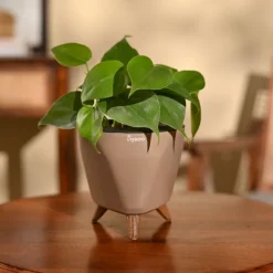 Philodendron Oxycardium Green Plant