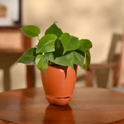 Philodendron Oxycardium Green Plant