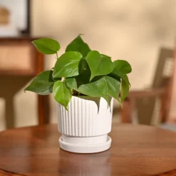 Philodendron Oxycardium Green Plant