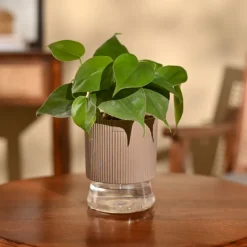 Philodendron Oxycardium Green Plant