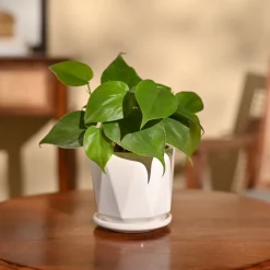 Philodendron Oxycardium Green Plant