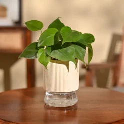 Philodendron Oxycardium Green Plant