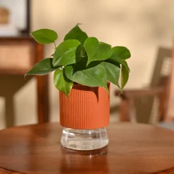Philodendron Oxycardium Green Plant