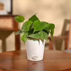 Philodendron Oxycardium Green Plant