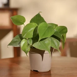 Philodendron Oxycardium Green Plant