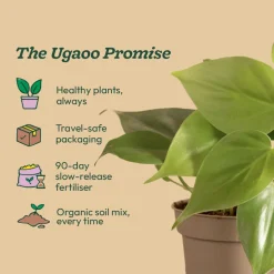Philodendron Oxycardium Green Plant