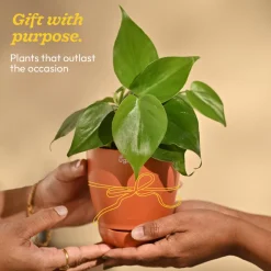 Philodendron Oxycardium Green Plant